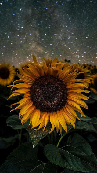 iPhone Aesthetic Sunflower Wallpaper Net