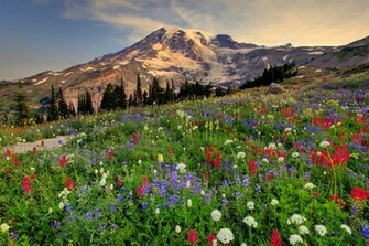 Mount Rainier Paradise HD Wallpaper