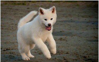 White Akita Inu On The Sand Wallpaper HD