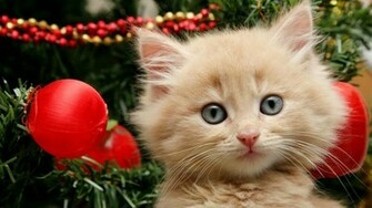 Beautiful Persian At In Christmas Festival