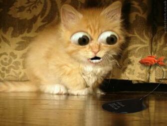 Cat And Fish Wallpaper Amazing Kitty