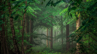 Forest Wallpaper