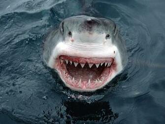Great White Shark Jumping Out Of Water Wallpaper Ing Gallery