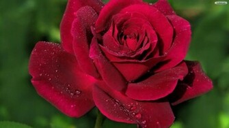 Beautiful Red Rose Wallpaper Kb