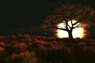 Dark Nature Background Wallpaper