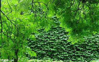 Green Nature Trees Plants Branches Wallpaper