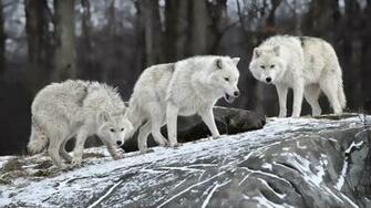 Pack Of Wolves Wallpaper Ing Gallery
