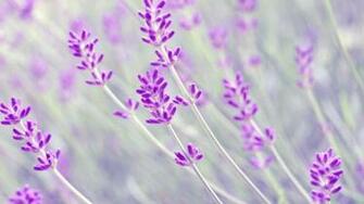 Lavender Desktop Wallpaper High Definition Quality