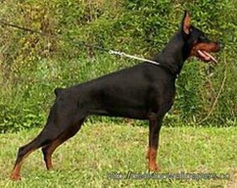And Beauty Of Doberman Pinscher Wallpaper Is One Desktop