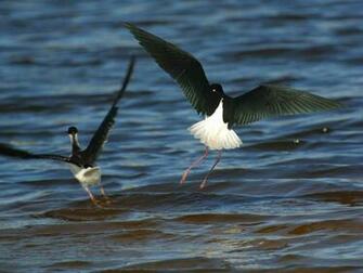 Himantopus Mexicanus Photographed At The Salton Sea In Southern