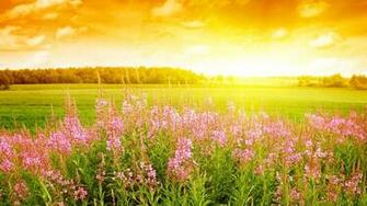 Wildflower Wallpaper Best