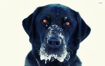 Black Lab In The Snow Wallpaper Animal
