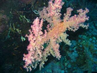 Miss Reef