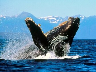 Hq Humpback Whale Alaska Wallpaper