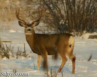 Trophy Mule Deer Monster Wallpaper Utah
