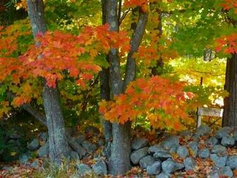 Fall Scene By Zippatt Trees Lighthouse Carolyn Foggy