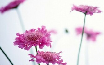 Flower Desktop Background Wallpaper