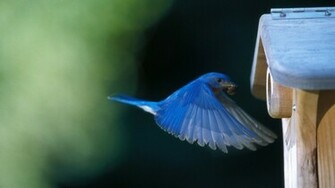 Eastern Bluebird Wallpaper