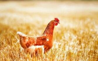 Chicken Hen Bird Image Desktop Background Wallpaper