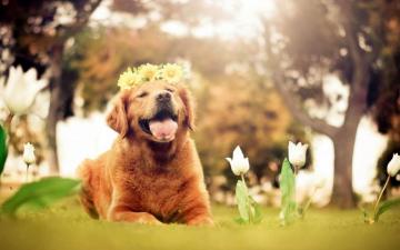 Springtime Dog Wallpaper Top Background