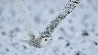 Snowy Owl HD Background Wallpapercharlie