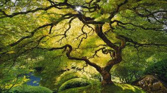 HD Tree Wallpaper