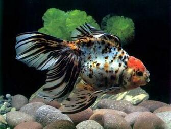 Aquarium HD Wallpaper Amazing
