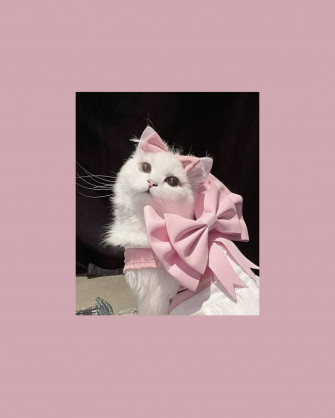 Cute Cat Aesthetic Wallpaper