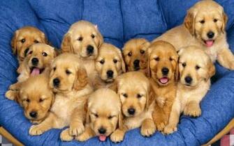 Puppy Lite Live Wallpaper In 3d For Android