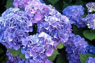 Blue Hydrangeas Flower Wallpaper In High Resolution HD
