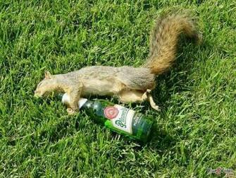 Drunk Squirrel Funny Wallpaper And This Make You Smile
