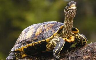 Cute Turtle Wallpaper