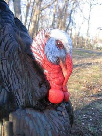Ze Dried Turkey Head Strutting Strut Taxidermy Mount HD Walls
