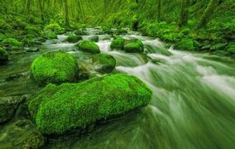Wallpaper Greens Stream Trees Forest Stones Moss