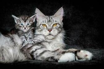 Maine Coon Wallpaper HD