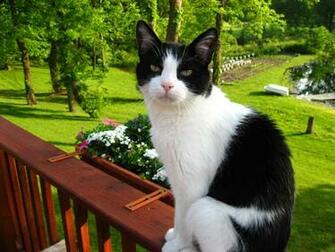 On The Fence Katzen Lustig