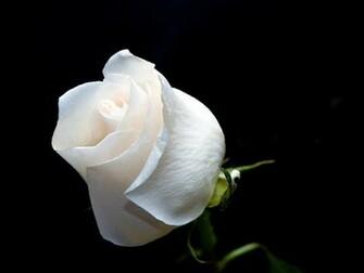 Mouse Droppings White Roses