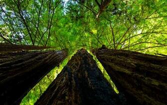 Tree Trunk Wallpaper
