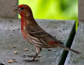 Pin Feeding Sparrows Wallpaper From HD Digital Art