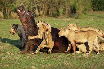 Beautiful Looking Wild Animals Wallpaper