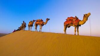 Camel Wallpaper P86e75h Kb 4usky
