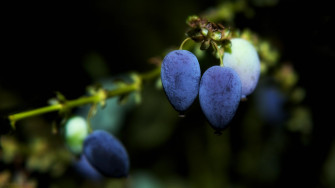 Berry Wallpaper HD