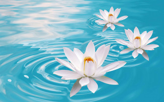 Lotus Wallpaper