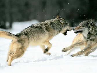 HD Grey Wolf Wallpaper In For Your