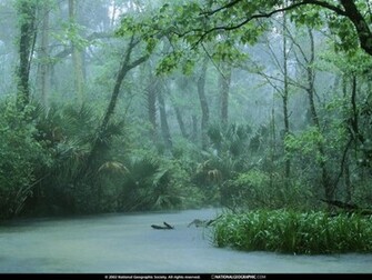 Description Forest Greenery Rainfall In Tropical Wallpaper