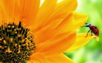 High Definition Widescreen Wallpaper