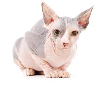 Sphynx Cat Isolated Over White Background Affiliate