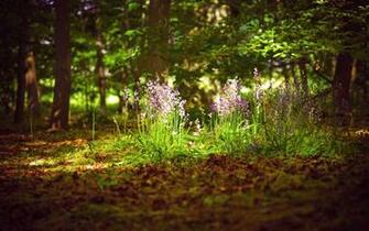Forest Computer Wallpaper Desktop Background Id