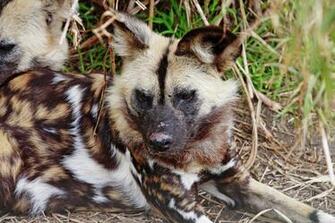 Wildlife Of The World African Wild Dog Wallpaper