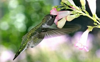 Wallpaper Humming Bird